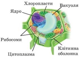 Будова, різноманітність та функціонування клітин (на прикладах клітин  рослин, тварин, грибів, бактерій) - Пізнаємо природу. 5 клас. Мідак